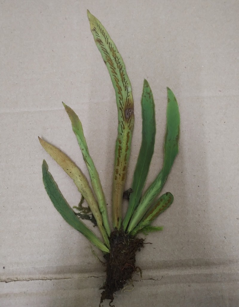 Polytaenium ensiforme photo 5