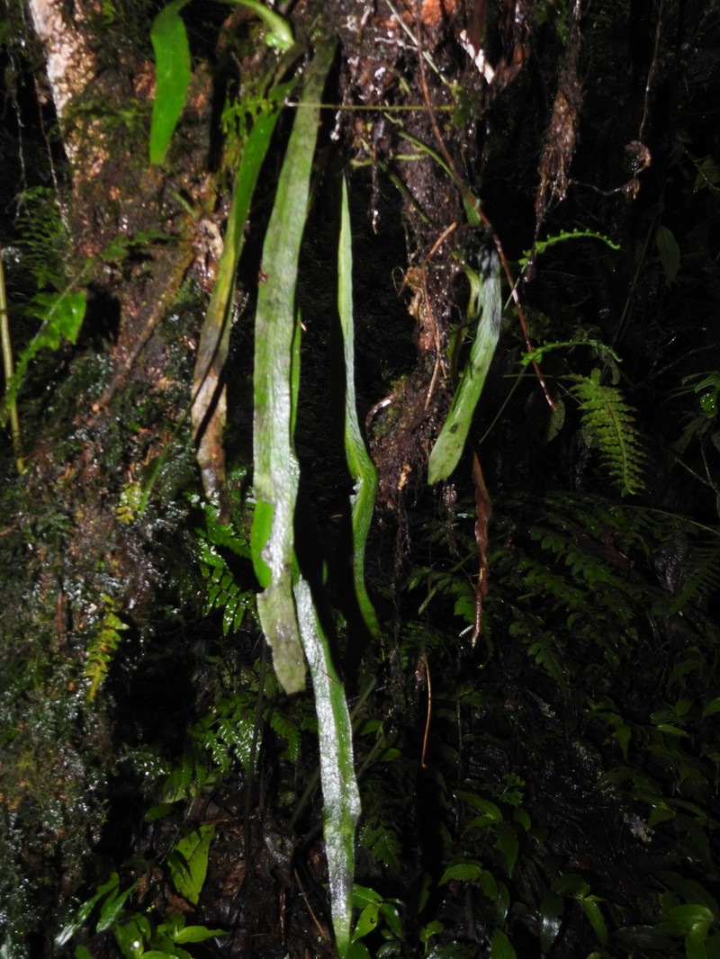 Polytaenium ensiforme photo 8