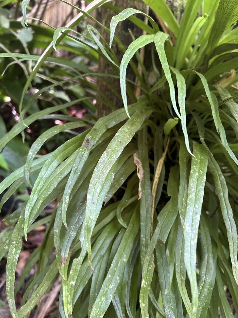 Straight Lineleaf Fern