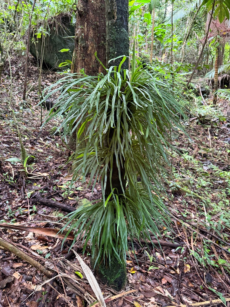 Straight Lineleaf Fern photo 2
