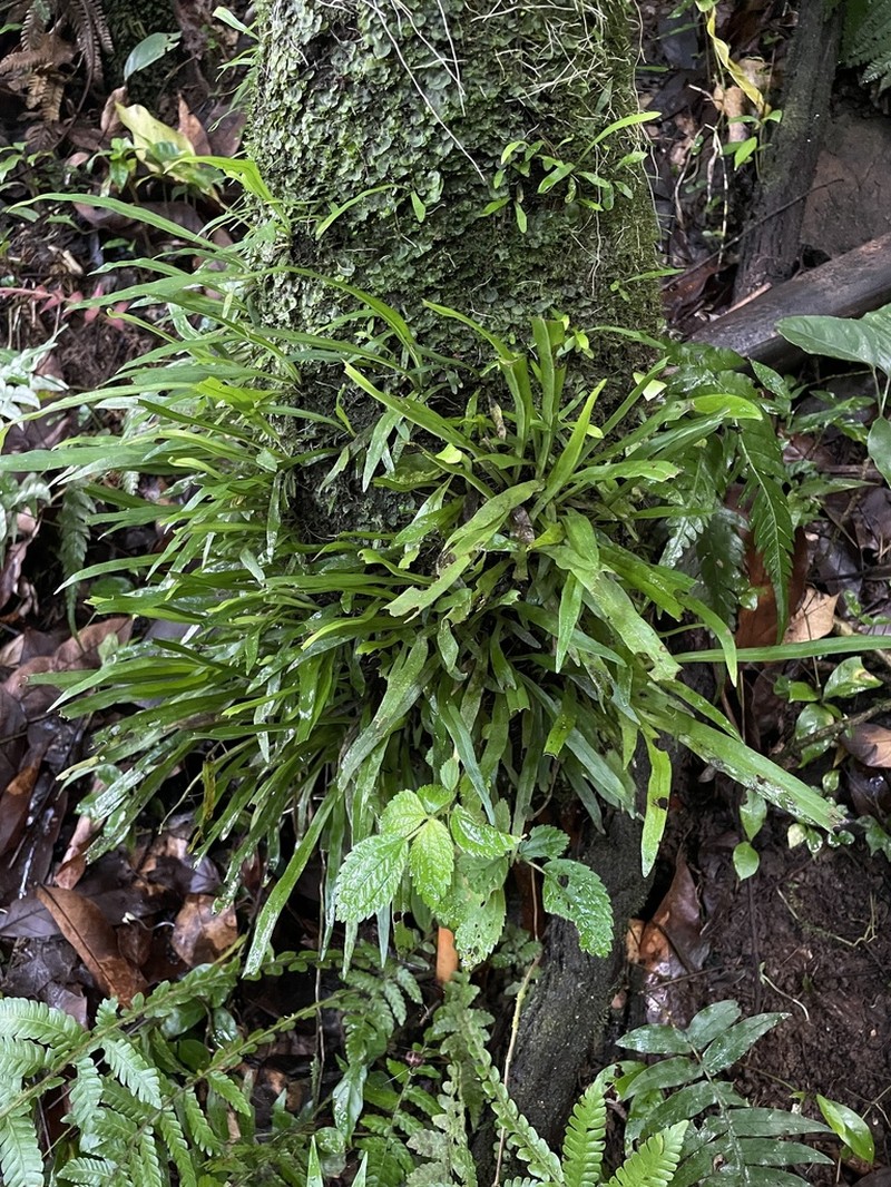 Straight Lineleaf Fern photo 3