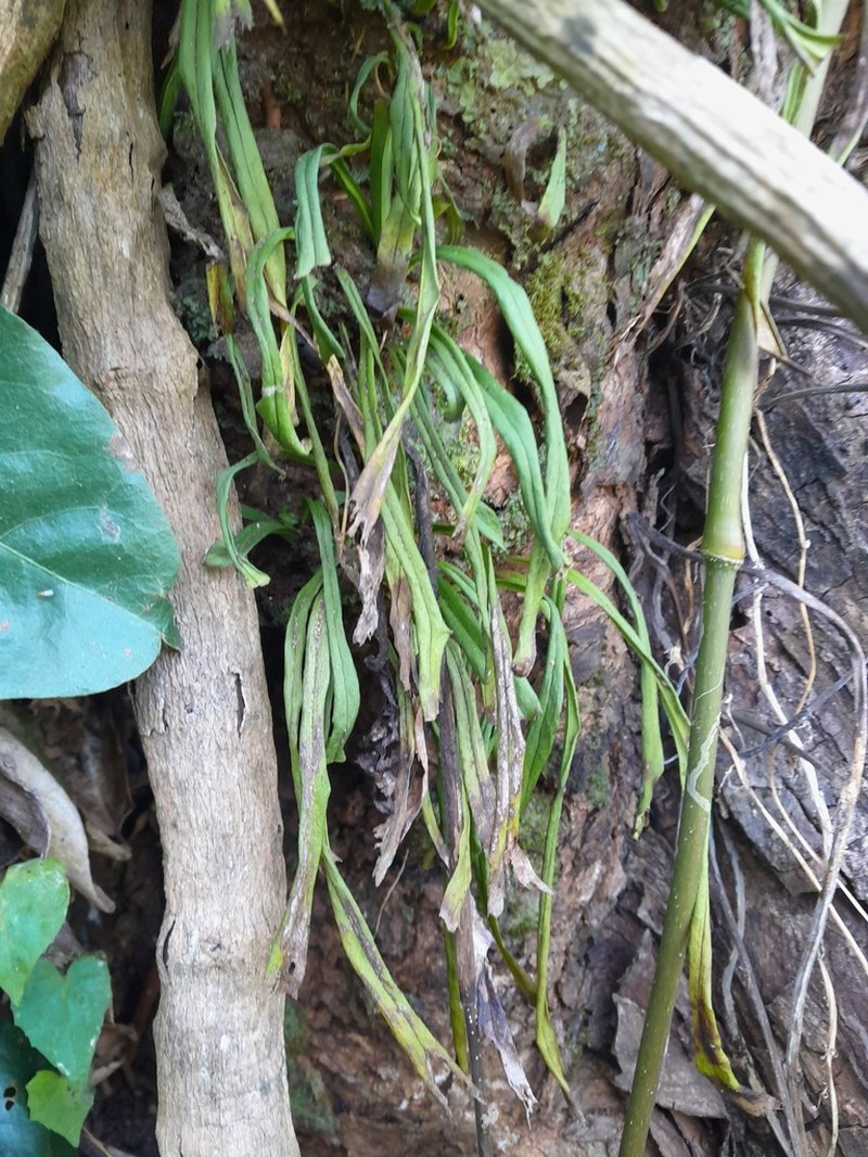 Straight Lineleaf Fern photo 4