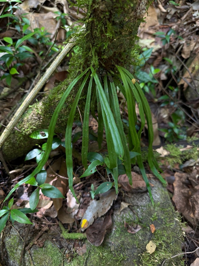 Straight Lineleaf Fern photo 5