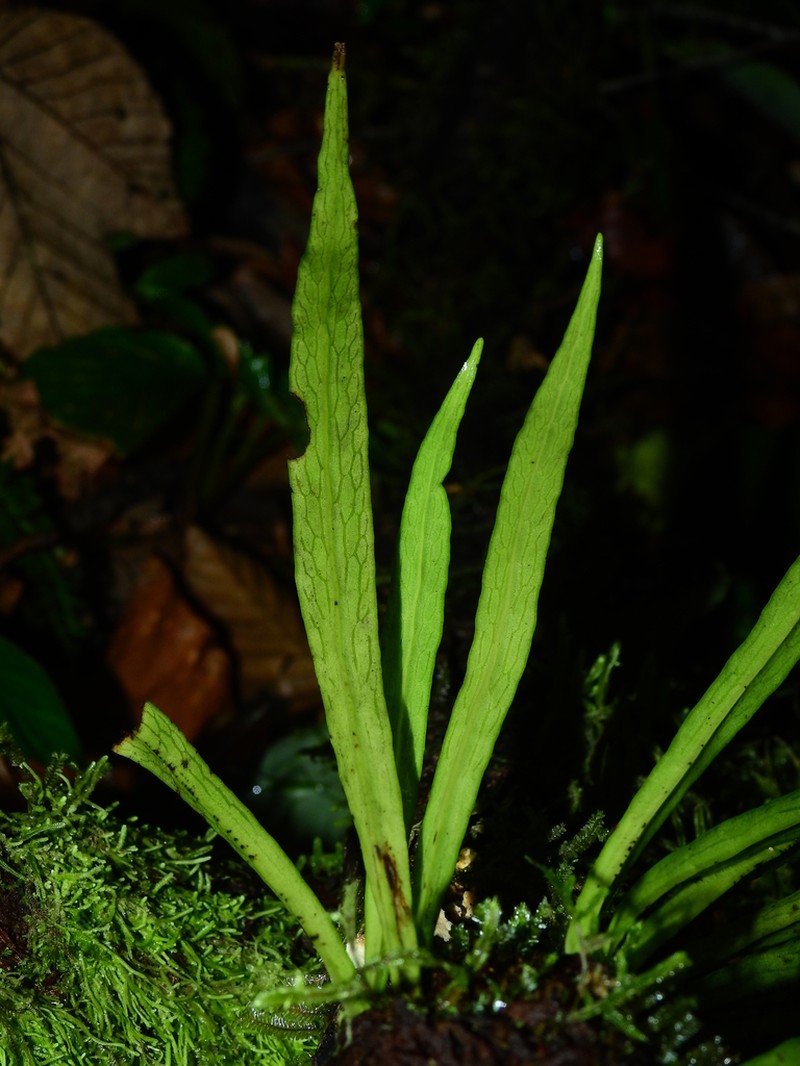 Straight Lineleaf Fern photo 6