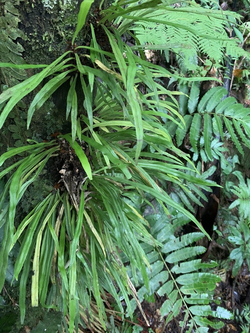 Straight Lineleaf Fern photo 7