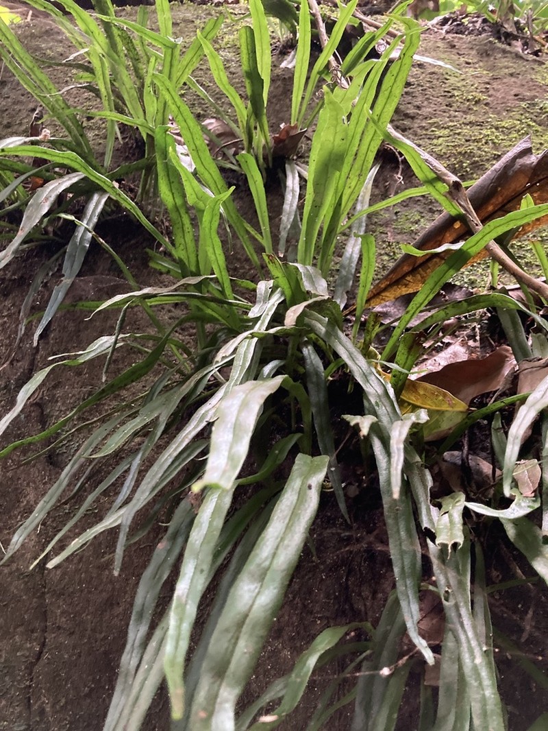 Straight Lineleaf Fern photo 8