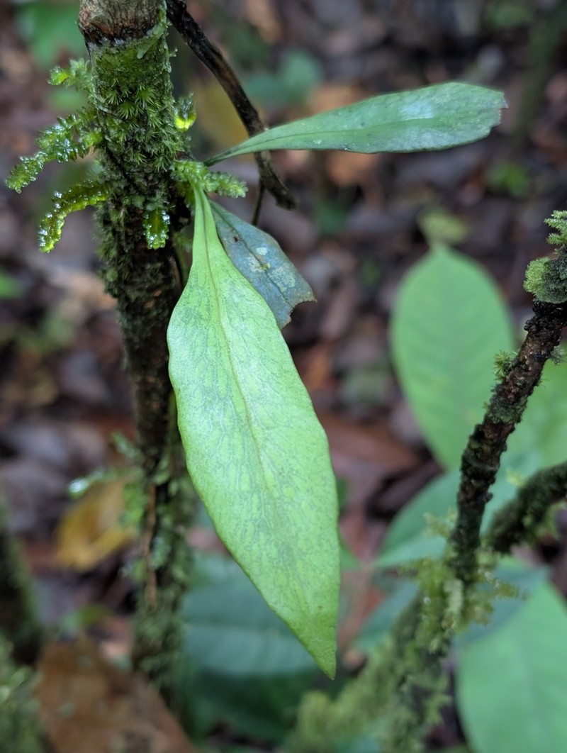 Polytaenium guayanense