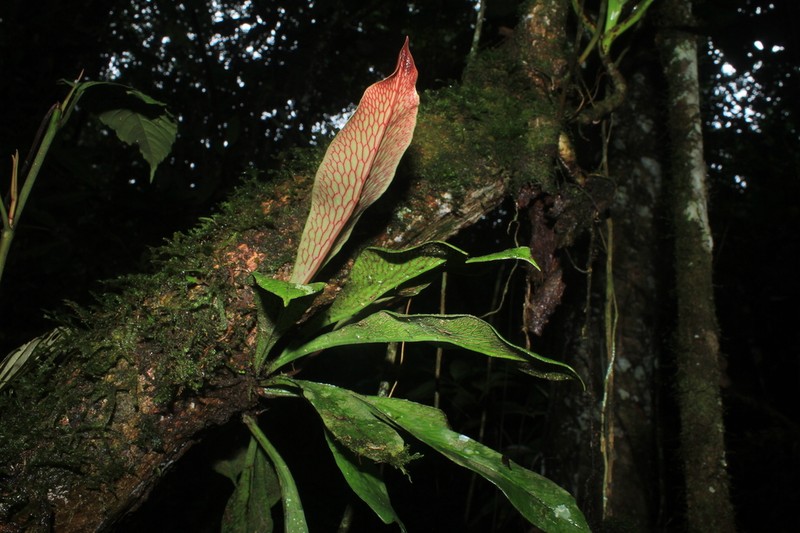 Polytaenium guayanense photo 2