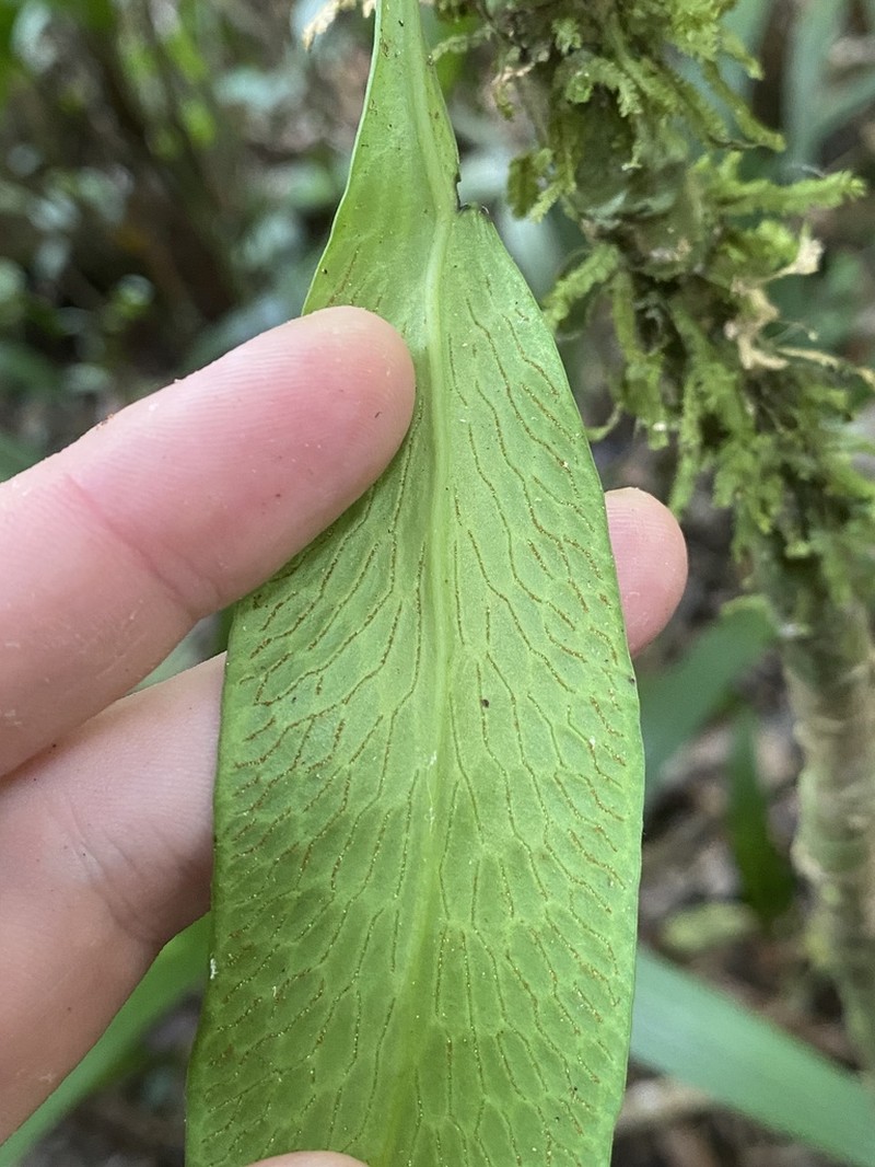 Polytaenium guayanense photo 4