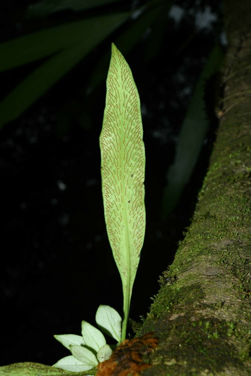 Polytaenium guayanense photo 5