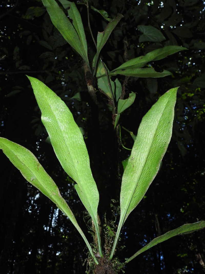 Polytaenium guayanense photo 7
