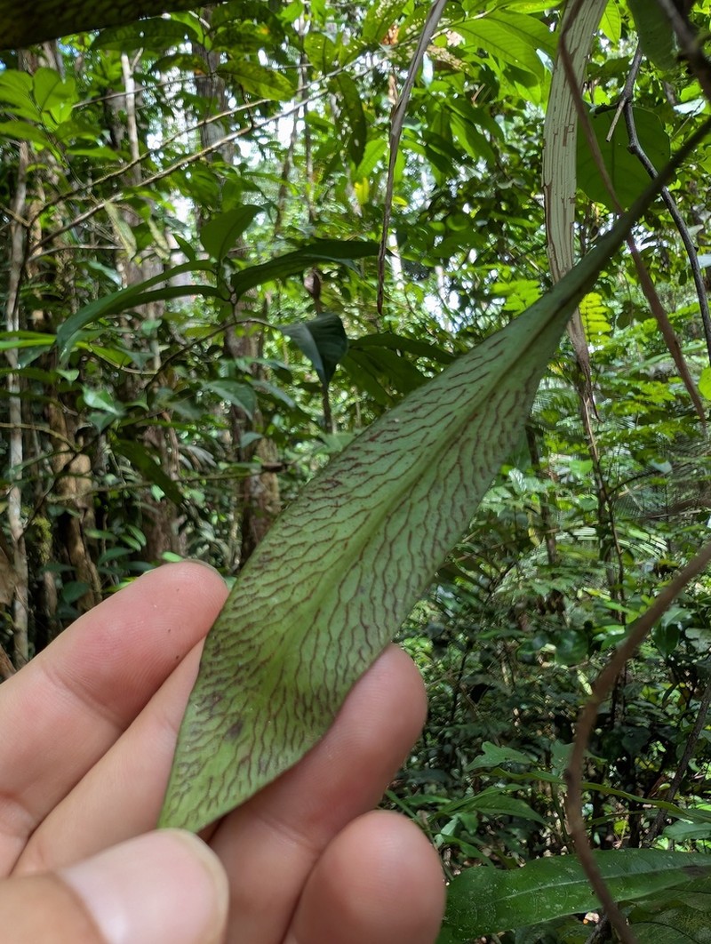 Polytaenium guayanense photo 8