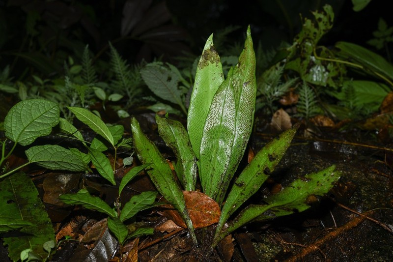 Polytaenium jenmanii