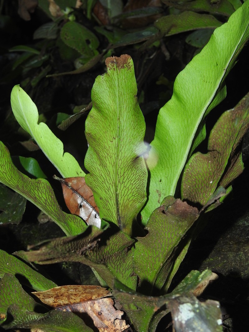 Polytaenium jenmanii photo 2