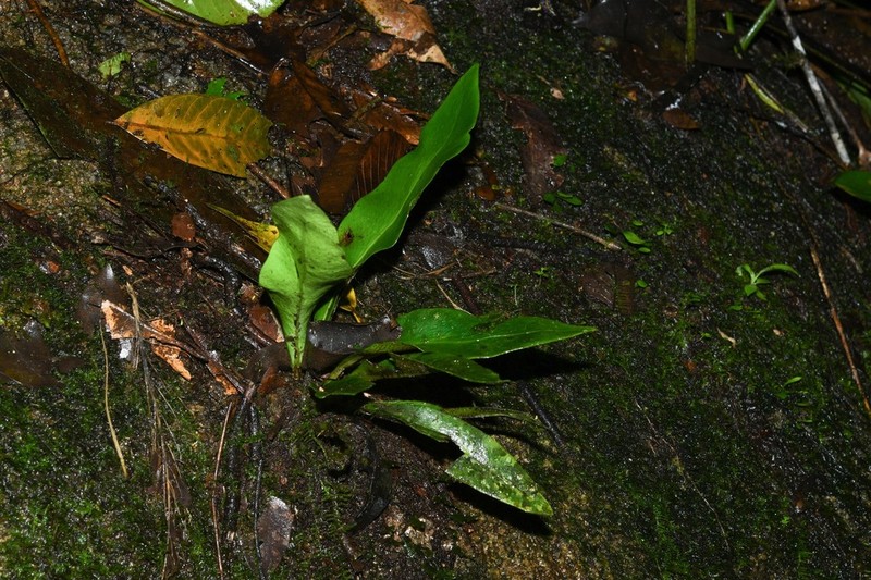 Polytaenium jenmanii photo 3
