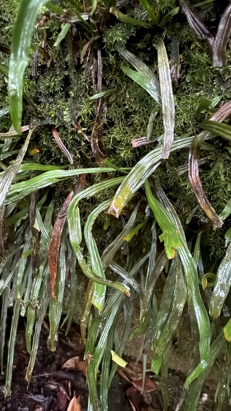 Narrow Lineleaf Fern