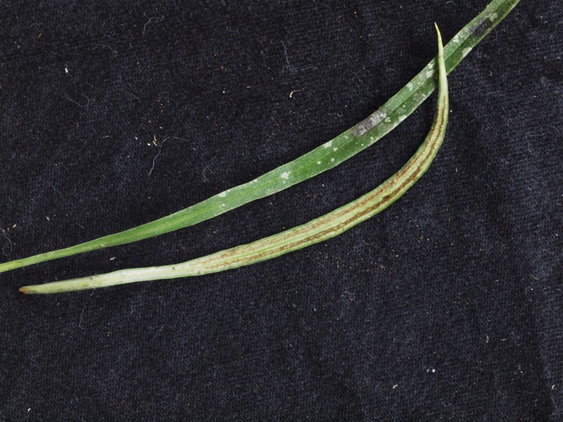 Narrow Lineleaf Fern photo 2