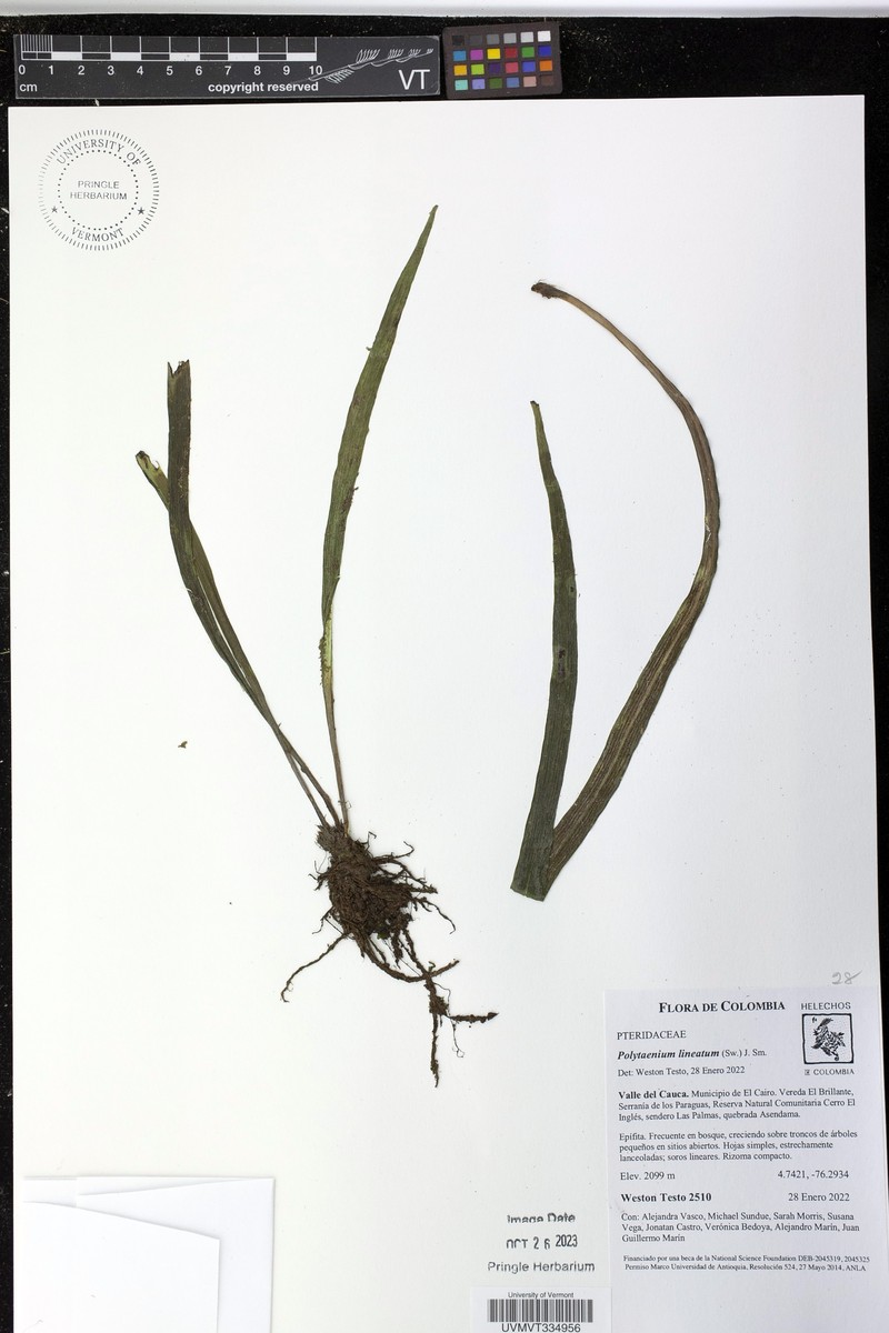Narrow Lineleaf Fern photo 4
