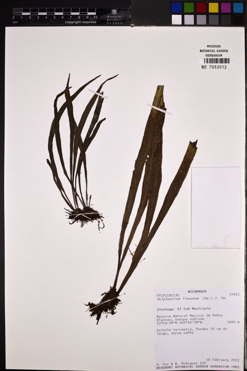 Narrow Lineleaf Fern photo 5