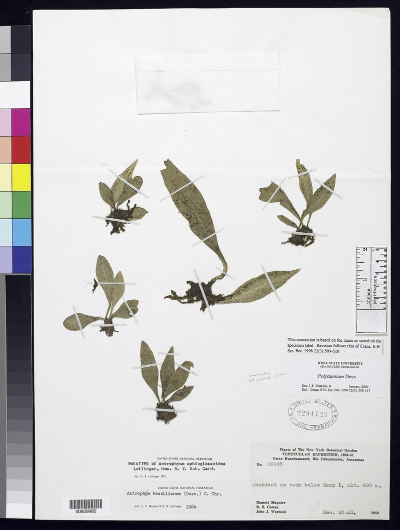 Polytaenium ophioglossoides