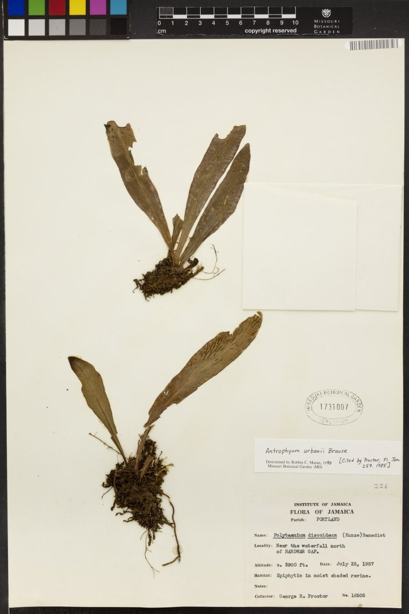 Polytaenium urbani