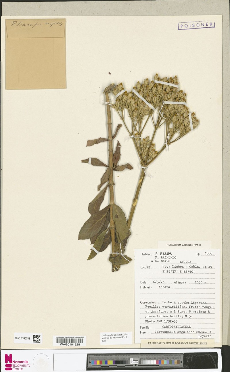 Polytepalum angolense photo 4