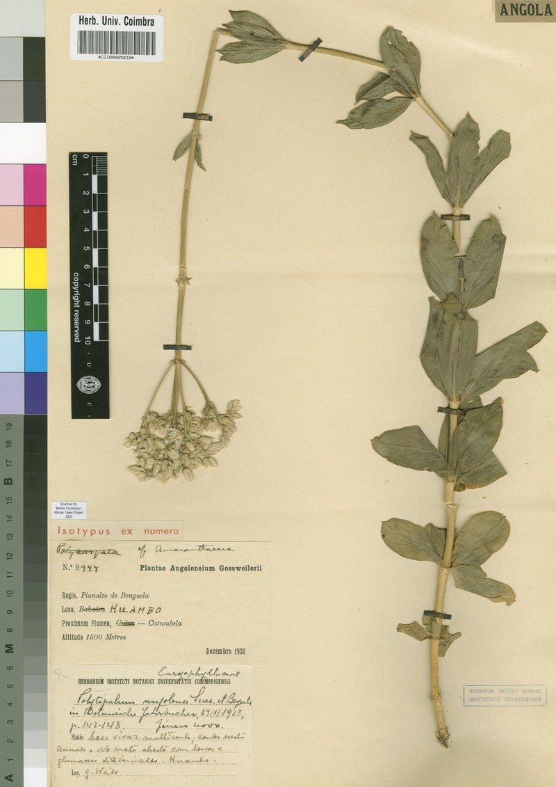 Polytepalum angolense