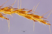 Java Grass