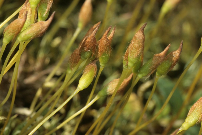 Alpine Polytrichastrum Moss