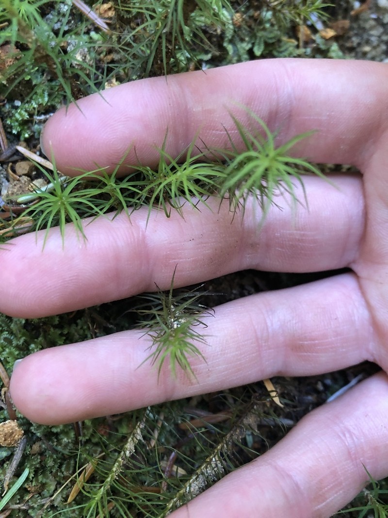 Alpine Polytrichastrum Moss