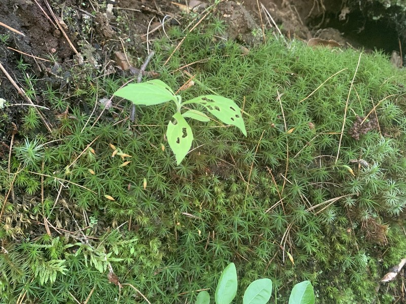 Alpine Polytrichastrum Moss photo 2