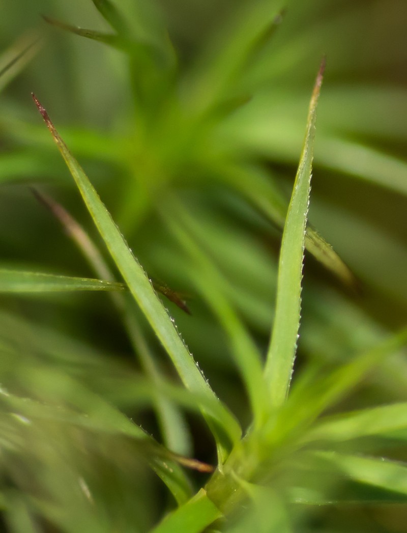 Alpine Polytrichastrum Moss photo 3