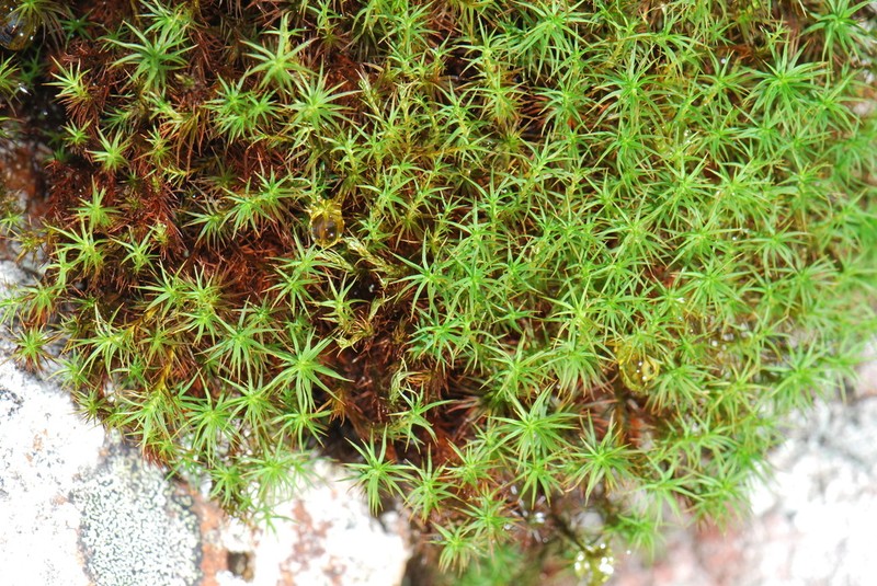 Alpine Polytrichastrum Moss photo 4