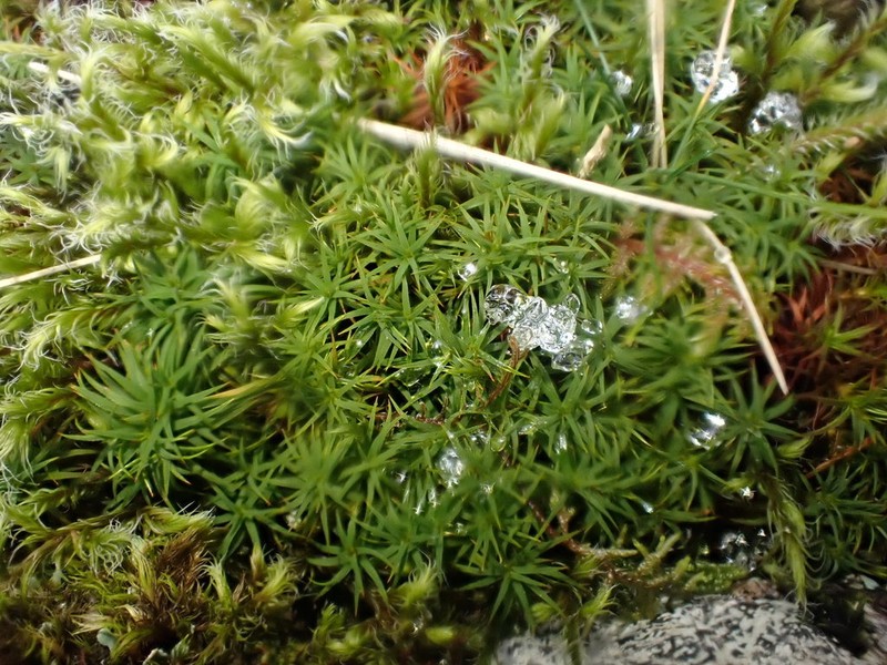 Alpine Polytrichastrum Moss photo 5