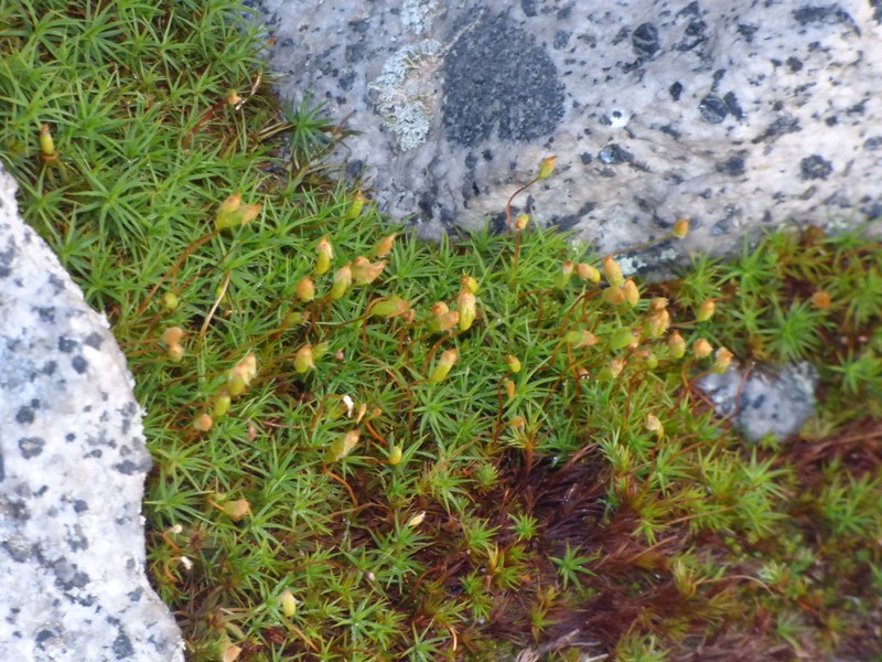 Alpine Polytrichastrum Moss photo 6