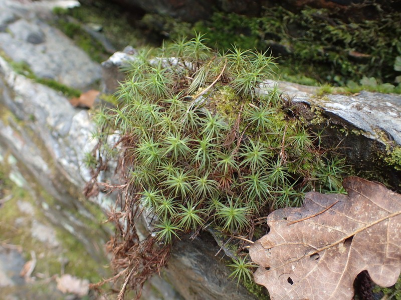 Alpine Polytrichastrum Moss photo 7
