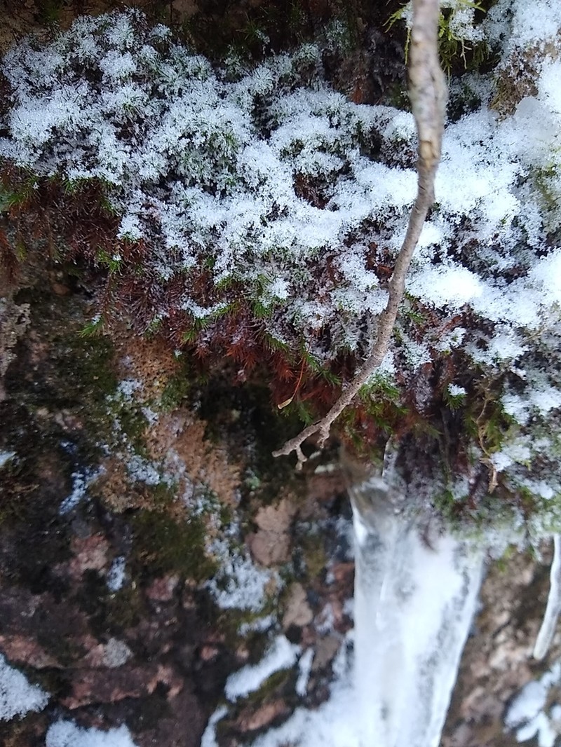 Alpine Polytrichastrum Moss photo 8
