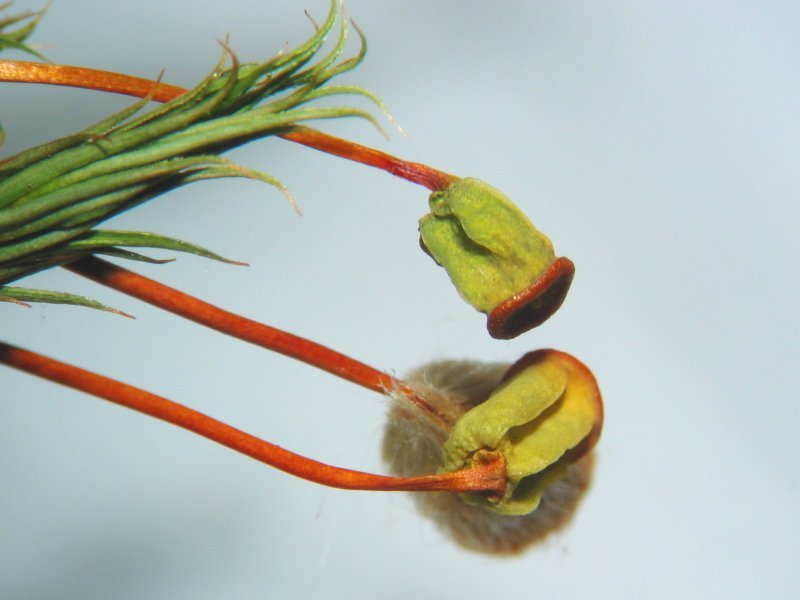Polytrichum Moss photo 5
