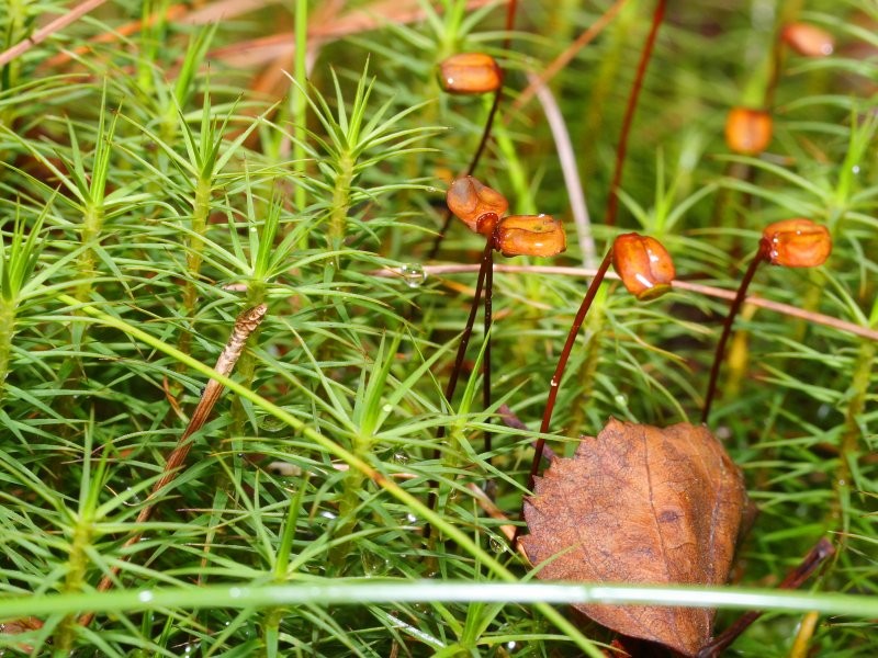 Polytrichum Moss