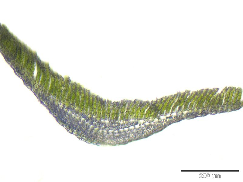 Polytrichum Moss photo 7