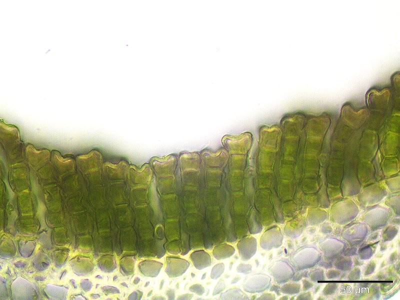 Polytrichum Moss photo 8