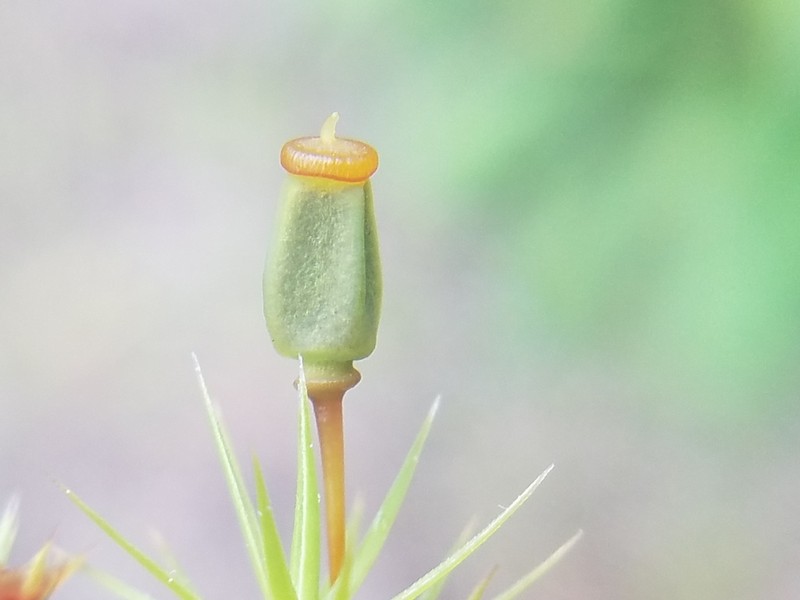 Polytrichum Moss photo 5
