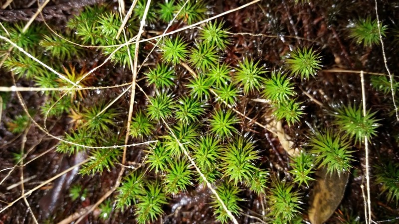 Polytrichum Moss photo 6