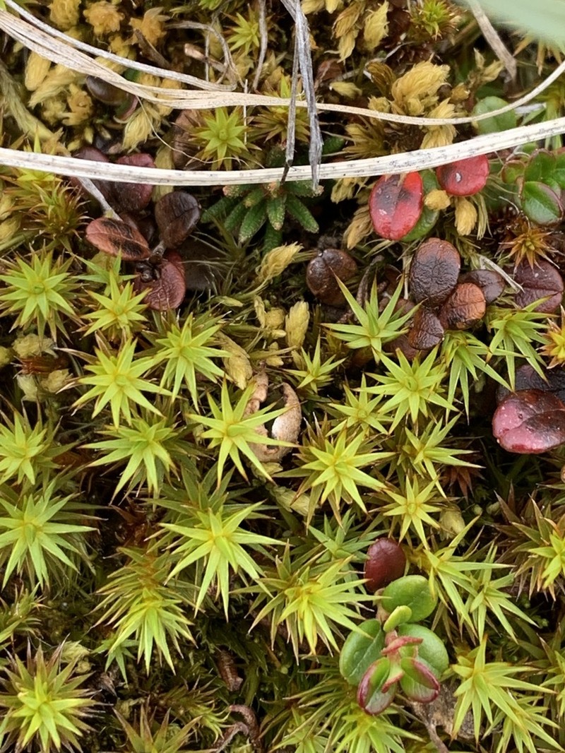 Polytrichum Moss photo 7