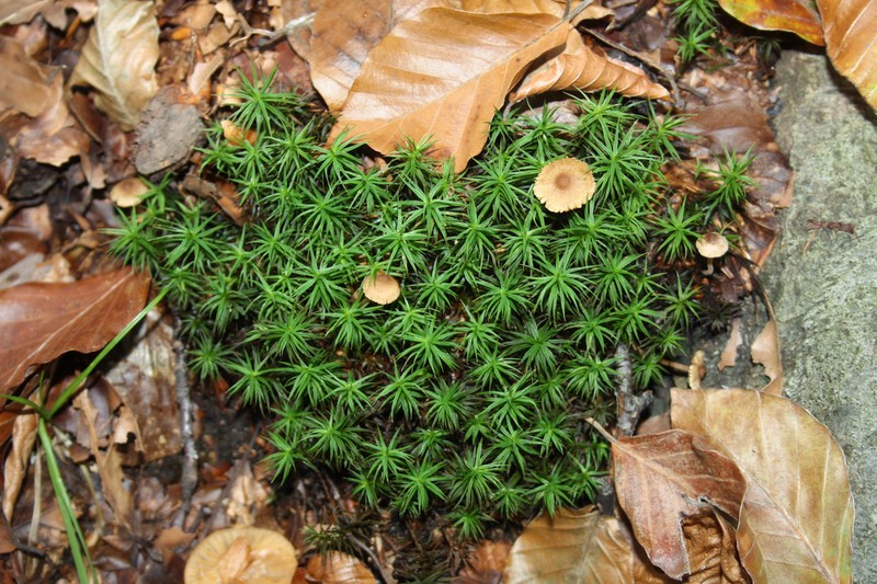 Polytrichum Moss photo 3