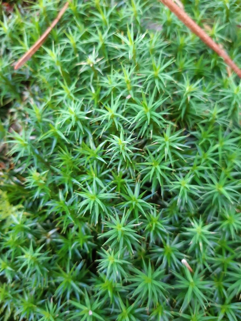 Polytrichum Moss photo 4