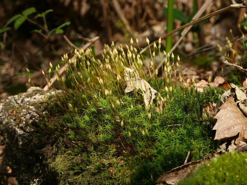 Polytrichum Moss photo 5