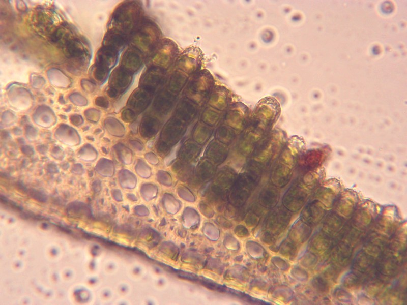 Polytrichum Moss photo 6