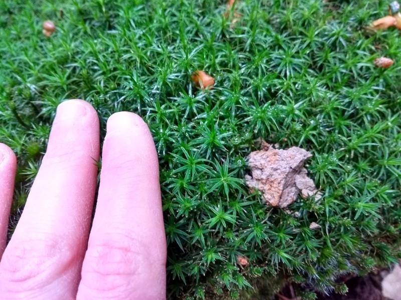 Polytrichum Moss photo 7