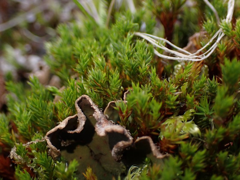 Polytrichum Moss